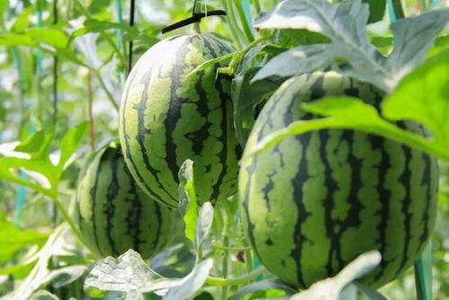 吃瓜群众们注意了蚂蚁,揭秘其神秘力量