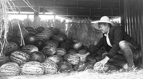 永康吃瓜群众事件,网络舆论的风暴与反思