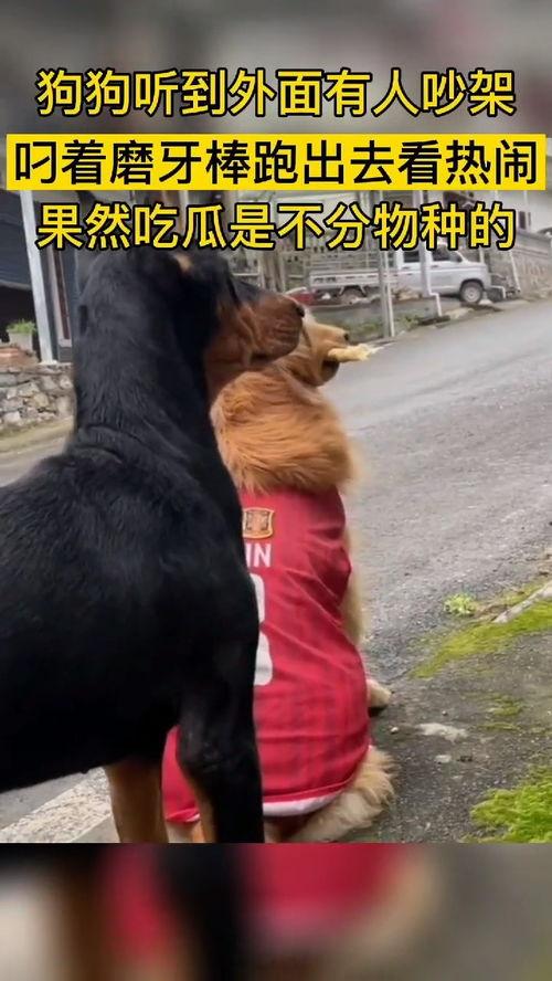 吃瓜群众动物打架,一场吃瓜群众的观战记