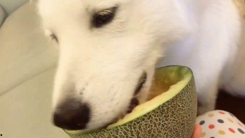 吃瓜群众今日吃瓜视频下载,揭秘吃瓜群众今日热门视频下载攻略