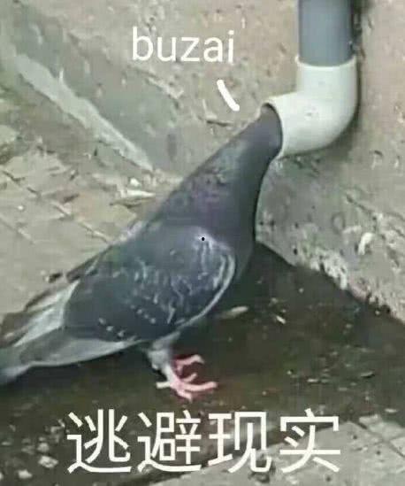 吃瓜群众被放鸽跑路,揭秘网络谣言背后的真相